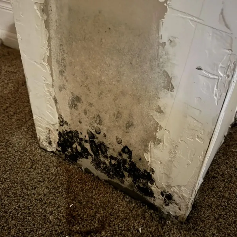Professional Mold Removal in Texarkana, TX